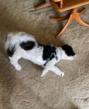 Mutt Hut Pet Grooming image 9