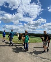 Hocheifel Alpakas Bild 11