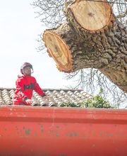 AGS - Arboriste Grimpeur Spécialisé image 4