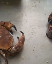 Bretagne Huîtres image 9