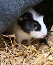 DAS FUTTERHAUS - Bremen-Weserpark Bild 13