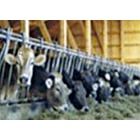 Spielgruppe Bauernhof Horgen