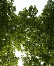 Les Artisans de L'Arbre Sarl Bild 5