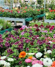 Gallery Professionale