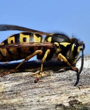 Désinsectetout image 3