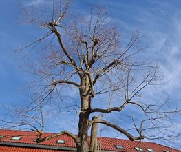 WEGA Garten & Landschaft Bild 9
