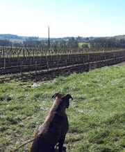 Cognac Michelet image 20