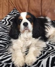 Asenack Association image 6