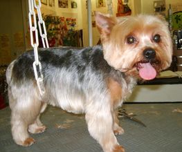 Lady Chiens image 15