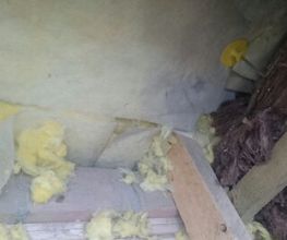 Schrader Schädlingsbekämpfung Bild 5