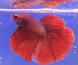 pez-rojo-02-g.jpg