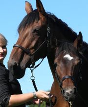 Reit- und Fahrstall Enderli Bild 1