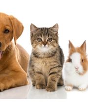 STE PROTECTRICE DES ANIMAUX image 2