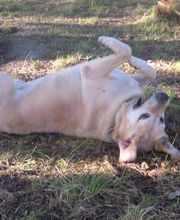 Les Moustaches en Vacances image 5