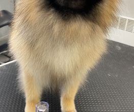 Au Look Canin image 8
