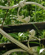Stark im Garten