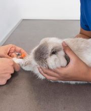 Clinique vétérinaire de La Ferté-Alais - Sevetys image 2