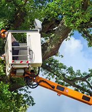 GartenBaumschule Schneider Bild 1