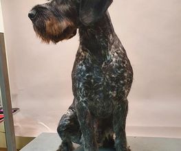 Silke Müller-Rummel Hund & Katz Bild 3