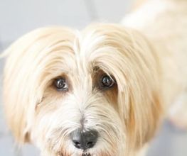 Doggrooming Ramstein Bild 4