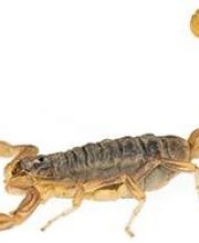 Lloyd Pest & Termite Control image 19