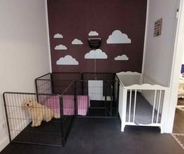 Hundezentrum Lapki Bild 12