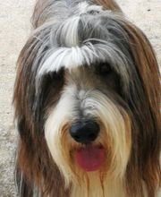 Pluto Chouet' image 15