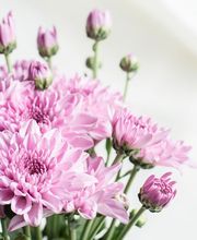 Pompes Funèbres Bougaud image 2