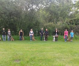 Amis Dogs 76 image 10