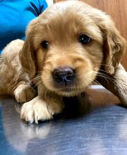 Foothills Animal Clinic image 4