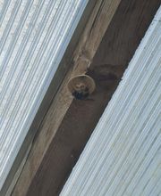 Breizh Nuisibles Services image 1