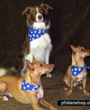 Zoo-Shop GmbH & Swissdogbox.ch Bild 12