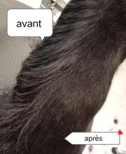 Toiletteur Zencani'cat image 10