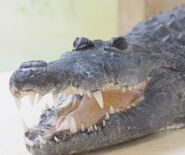 Reptiland image 11