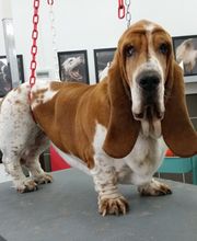 Concept Toilettage by Fabrice image 19