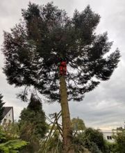 Gabriel Baum- & Gartenpflege Bild 6