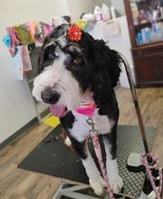 Poodle Doodle Pet Grooming image 20