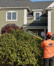 SavATree - Tree Service image 6