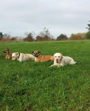 Lanis-Hundeschule Bild 2