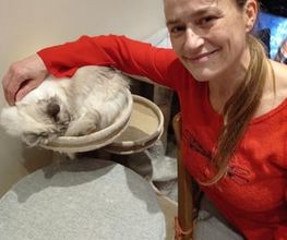 Comme Un Chat image 6