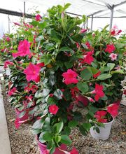 Prévet Paysages image 4