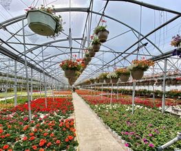 Hanriot Fleurs image 1