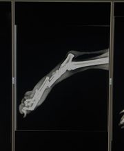 centro veterinario azuqueca imagen 7