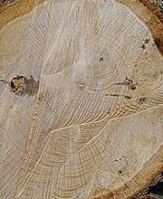 Bois D'Europe image 1