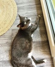 Hotel-cats.com image 7