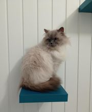 Animal Passion image 5