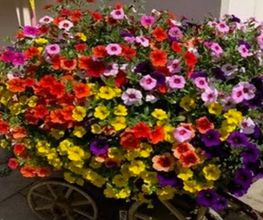 Blumen Hirt Bild 5