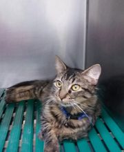 Vétérinaire de Redoute image 6