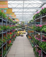 Grüner Holländer Berlin Bild 3