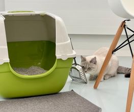 Katzen-Praxis.ch Bild 10
